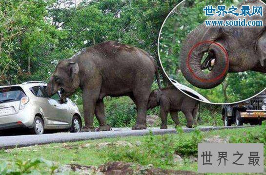 【图】世界上最记仇的动物，大象十三年后撞死猎人报