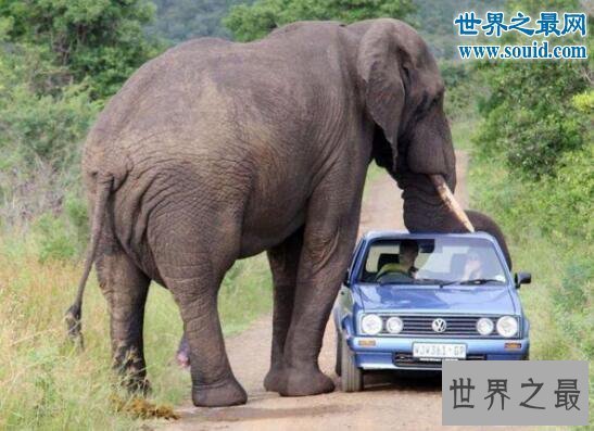【图】世界上最记仇的动物，大象十三年后撞死猎人报