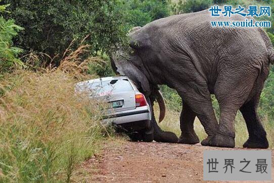 【图】世界上最记仇的动物，大象十三年后撞死猎人报
