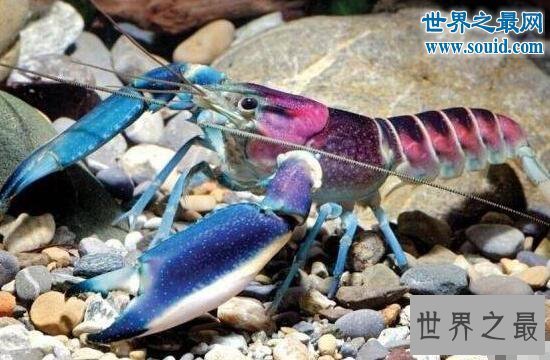 【图】世界上最美的龙虾，七彩的银河系小龙虾
