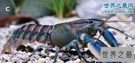 【图】世界上最美的龙虾，七彩的银河系小龙虾