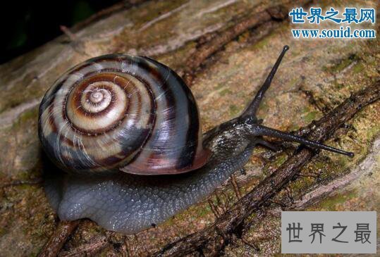 【图】动物界交配的五大奇葩行为，蜘蛛会自我阉割