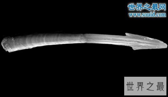 【图】动物界交配的五大奇葩行为，蜘蛛会自我阉割