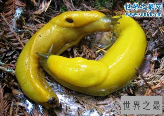 【图】动物界交配的五大奇葩行为，蜘蛛会自我阉割