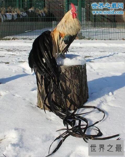 【图】世界上羽毛最长的鸟，长尾鸡羽毛12.5米长