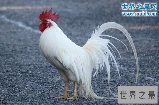 【图】世界上羽毛最长的鸟，长尾鸡羽毛12.5米长