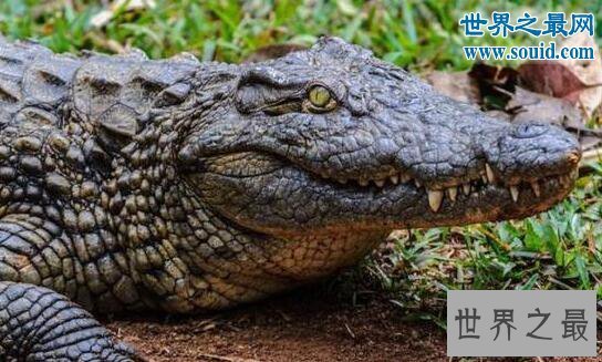 【图】生物界十大活化石，鹦鹉螺5亿年前中止了退化