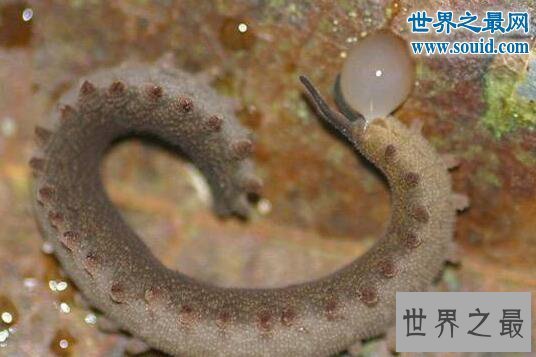 【图】生物界十大活化石，鹦鹉螺5亿年前中止了退化