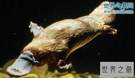 【图】生物界十大活化石，鹦鹉螺5亿年前中止了退化