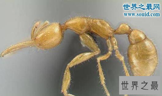 【图】生物界十大活化石，鹦鹉螺5亿年前中止了退化