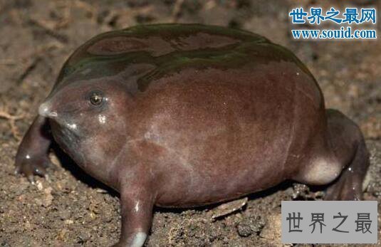 【图】生物界十大活化石，鹦鹉螺5亿年前中止了退化