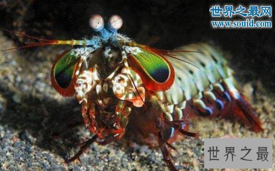 【图】生物界十大活化石，鹦鹉螺5亿年前中止了退化