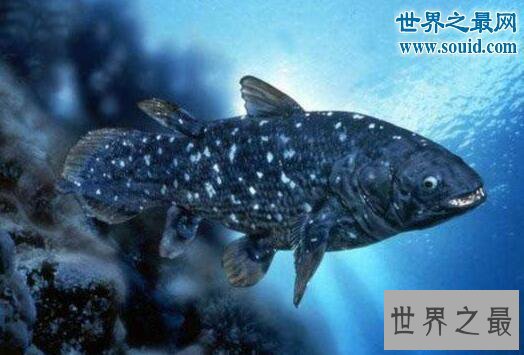 【图】生物界十大活化石，鹦鹉螺5亿年前中止了退化