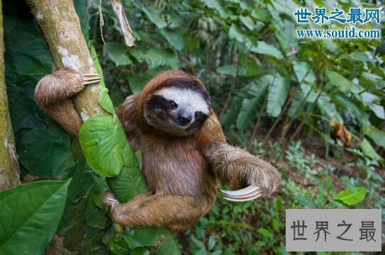 【图】世界上最懒的动物,树懒慢到极致(0.2米/秒)