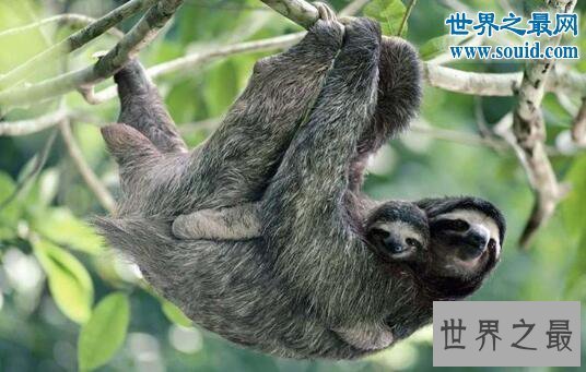 【图】世界上最懒的动物,树懒慢到极致(0.2米/秒)