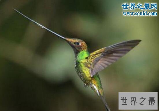 【图】世界上最长的嘴巴,鹈鹕的嘴长47厘米