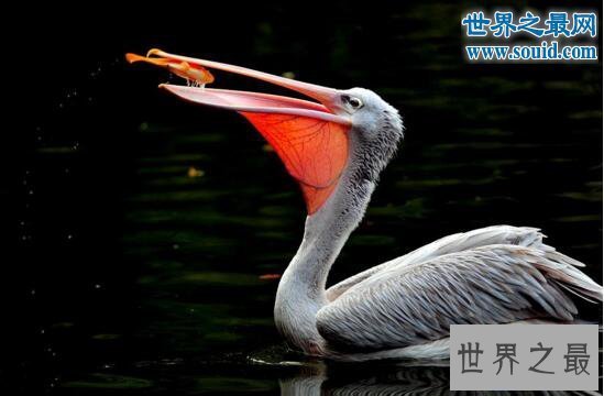 【图】世界上最长的嘴巴,鹈鹕的嘴长47厘米