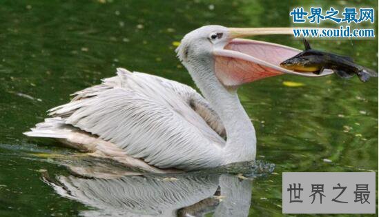 【图】世界上最长的嘴巴,鹈鹕的嘴长47厘米