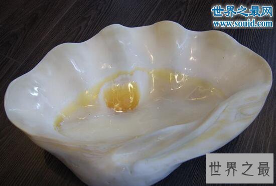 【图】世界上最大的双壳贝，砗磲长达2米能装一集体