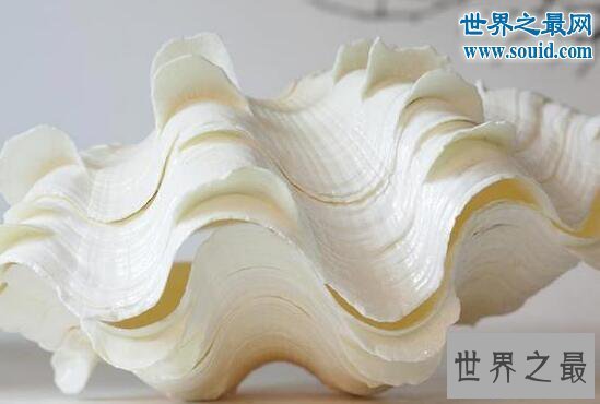 【图】世界上最大的双壳贝，砗磲长达2米能装一集体