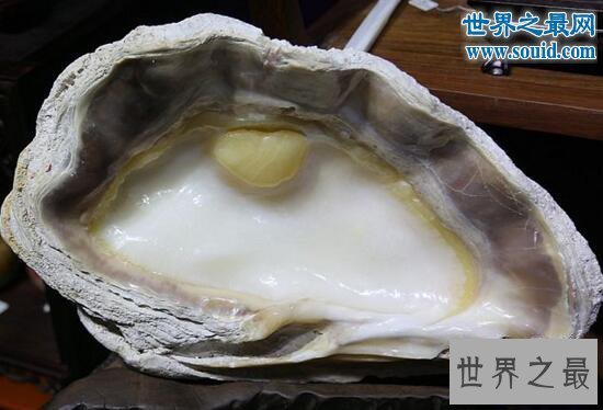 【图】世界上最大的双壳贝，砗磲长达2米能装一集体