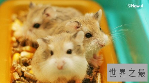 【图】世界上最可恶的老鼠，可恶的老鼠图片大合集(萌