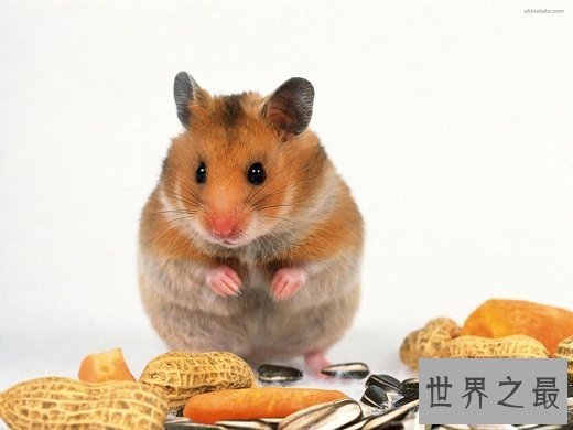 【图】世界上最可恶的老鼠，可恶的老鼠图片大合集(萌