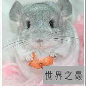 【图】世界上最可恶的老鼠，可恶的老鼠图片大合集(萌