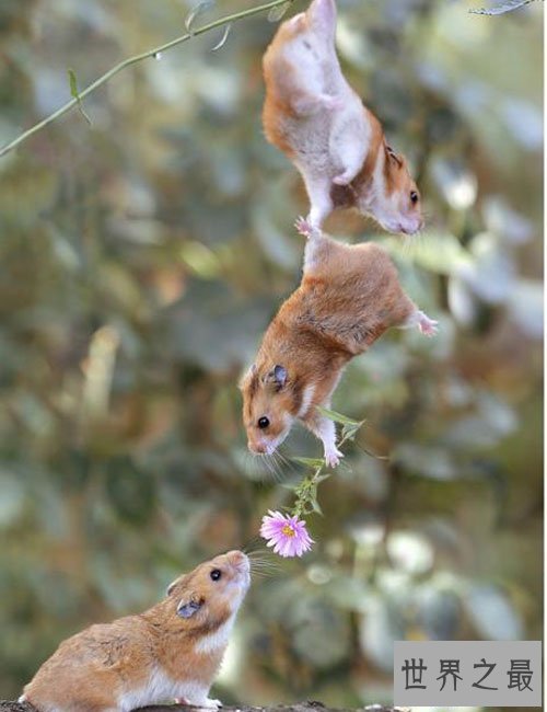 【图】世界上最可恶的老鼠，可恶的老鼠图片大合集(萌