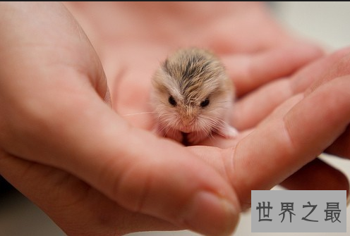 【图】世界上最可恶的老鼠，可恶的老鼠图片大合集(萌