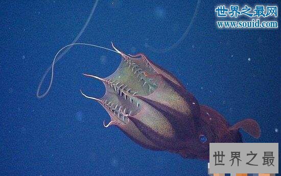 【图】世界上最小的乌贼，细乌贼只要1厘米长