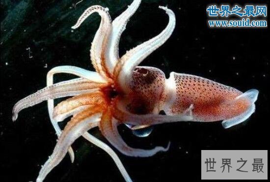 【图】世界上最小的乌贼，细乌贼只要1厘米长