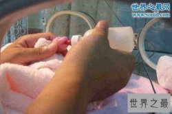 【图】世界上最小的熊猫，体重仅有51克的熊猫宝宝