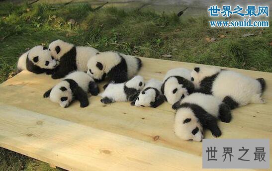 【图】世界上最小的熊猫，体重仅有51克的熊猫宝宝