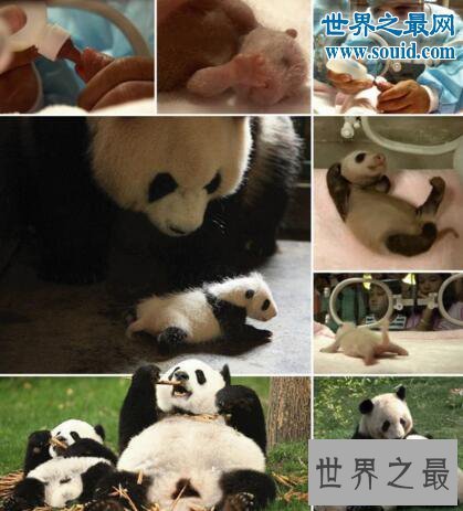 【图】世界上最小的熊猫，体重仅有51克的熊猫宝宝