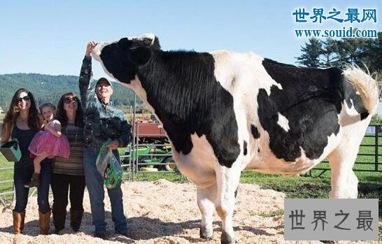 【图】世界上最大的牛，美国黑白花牛(1米9/重2300斤)