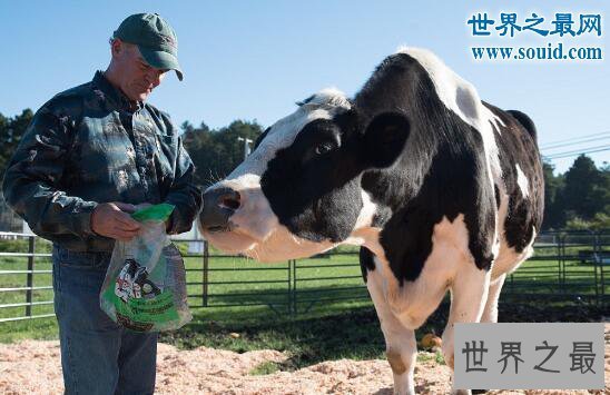 【图】世界上最大的牛，美国黑白花牛(1米9/重2300斤)