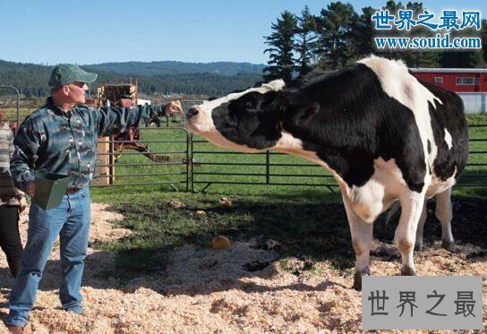 【图】世界上最大的牛，美国黑白花牛(1米9/重2300斤)