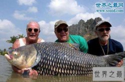 【图】世界上最大的鲤鱼，重达200斤打破世界记录