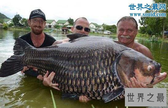 【图】世界上最大的鲤鱼，重达200斤突破世界记载