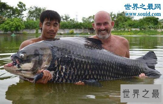 【图】世界上最大的鲤鱼，重达200斤突破世界记载