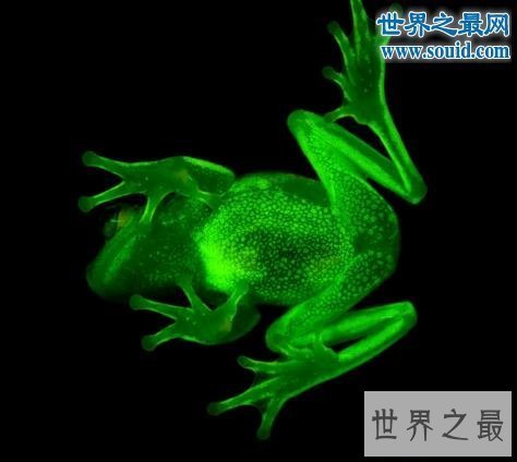 【图】世界上第一种荧光蛙，分发蓝绿色荧光的圆点树