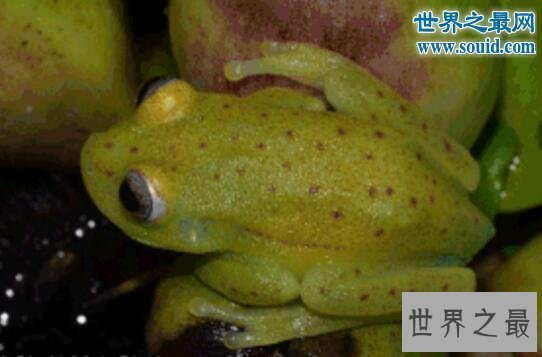 【图】世界上第一种荧光蛙，分发蓝绿色荧光的圆点树