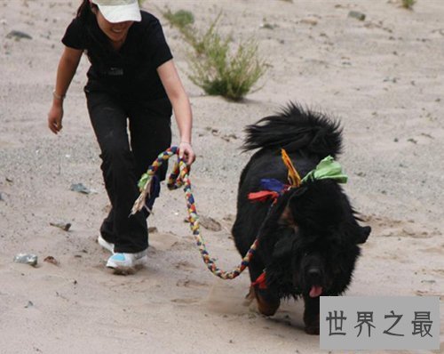 【图】世界上最贵的狗排名，中国纯红藏獒高达1000万