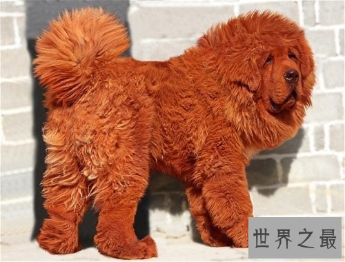 【图】世界上最贵的狗排名，中国纯红藏獒高达1000万