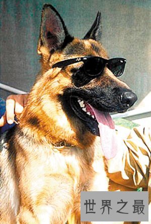 【图】世界上最贵的狗排名，中国纯红藏獒高达1000万