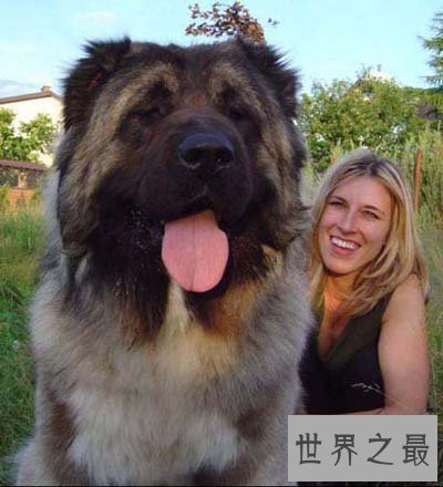 【图】世界上最贵的狗排名，中国纯红藏獒高达1000万