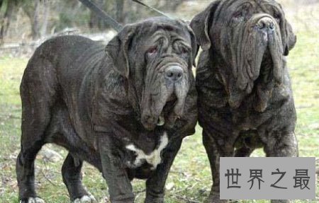 【图】世界上最贵的狗排名，中国纯红藏獒高达1000万