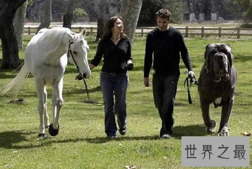 【图】世界上最贵的狗排名，中国纯红藏獒高达1000万