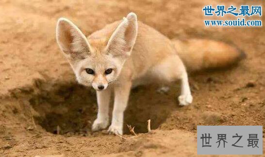 【图】世界上最小的狐狸，超级萌的耳廓狐(只要手掌大